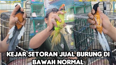 Kejar Setoran Jual Burung Di Bawah Normal Youtube