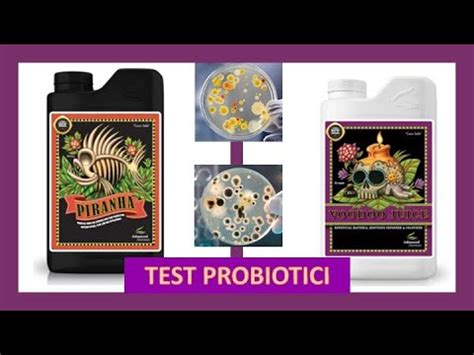 Test Piranha E Voodoo Juice Testo I Probiotici Di Advanced Nutrients