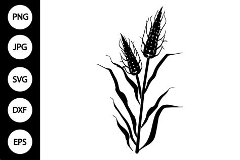 Corn Stalk Svg Graphic By Mydigitalart13 · Creative Fabrica