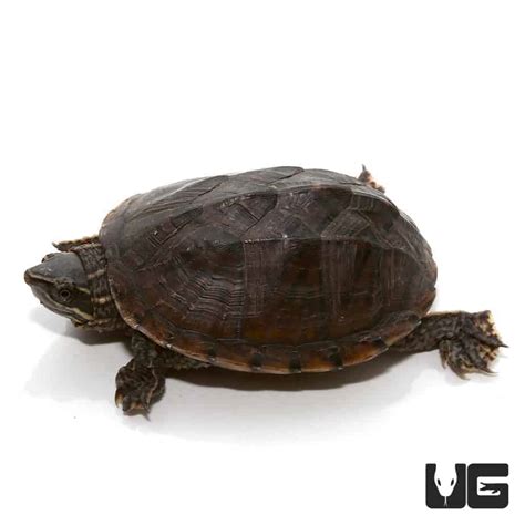 Juvenile Stinkpot Musk Turtles (Sternotherus odoratus) For Sale - Underground Reptiles