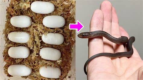 シマヘビの赤ちゃん孵化しました！【蛇の飼育】♦️striped Snake Hatched From Egg！ Youtube