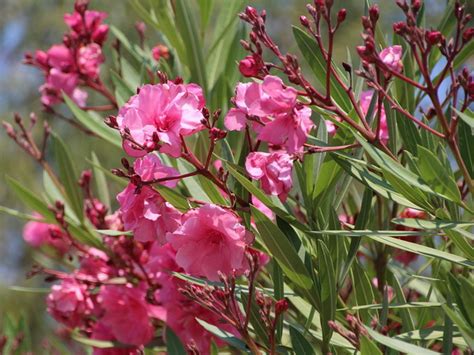 Oleander Uzgoj Orezivanje Bolesti Sadnja