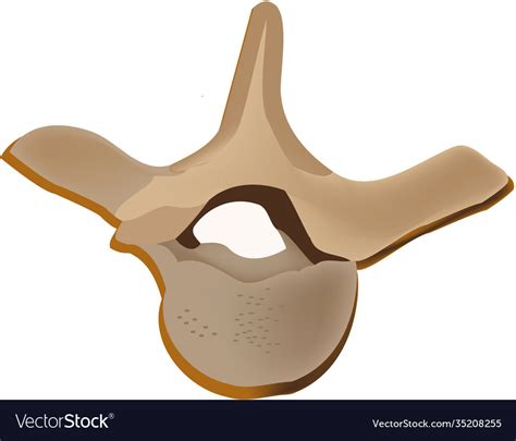 Bones Human Body Thoracic Vertebrae Royalty Free Vector