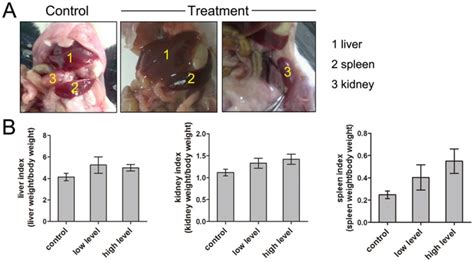 A Liver Spleen And Kidney Morphology Changes In The Treatment Group