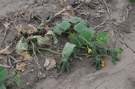 Bacterial Wilt Cucurbits Ontario Cropipm