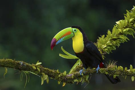 Birds Toucans Beak Bird Toucan Vertebrate Close Up Macro