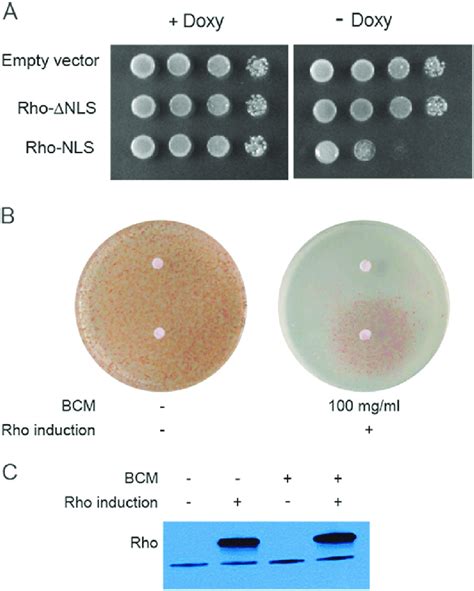 Rho Expression In The Nucleus Of Yeast Cells Induces A Growth Defect A