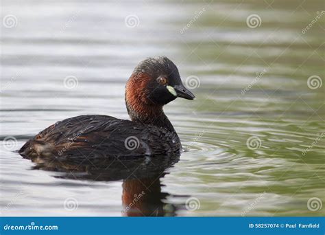 Little Grebe stock photo. Image of fauna, dabchick, plumage - 58257074