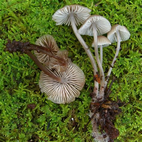 Mycena Vitilis The Ultimate Mushroom Guide