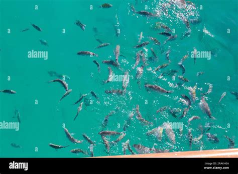 Fish In The Blue Lagoon Of Big Island In Angra Dos Reis In Rio De