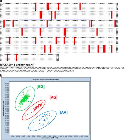 Development Of KASP Marker RPCKASPH3 Associated With Haplotype H3 A