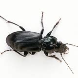 Lesser Stag Beetle photo WP26634