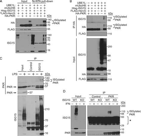 Activation Of Double Stranded Rna Activated Protein Kinase Pkr By