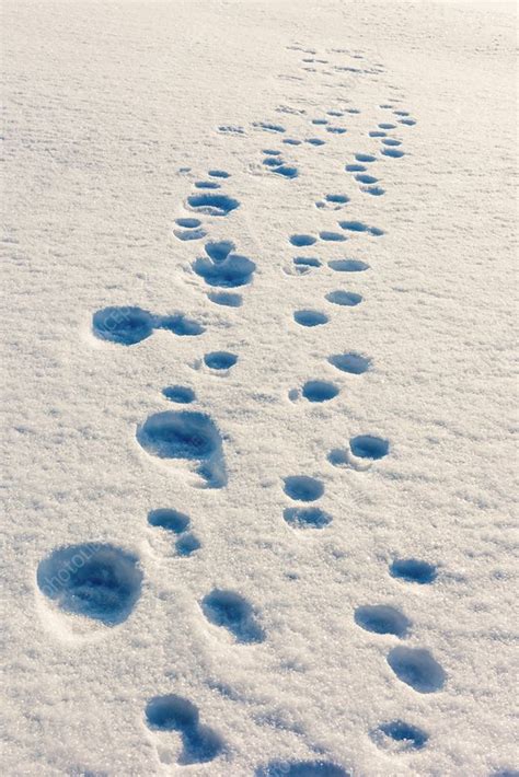 Polar bear family tracks - Stock Image - C038/2878 - Science Photo Library