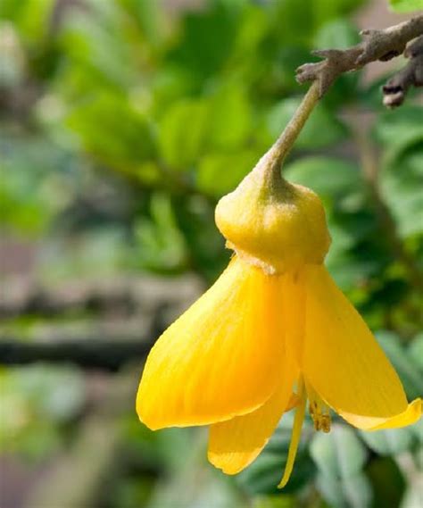 Especies Chilenas El Toromiro Sophora Toromiro