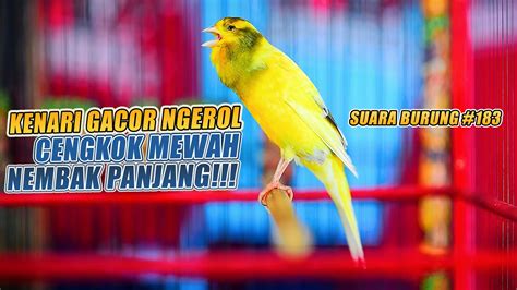 SUARA BURUNG 183 Kenari GACOR PANJANG INI Cocok Untuk Masteran KENARI