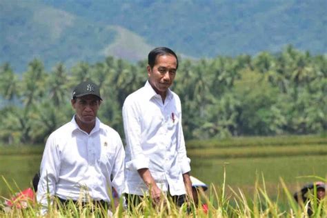 Presiden Jokowi Tinjau Panen Padi Di Sigi Sulteng