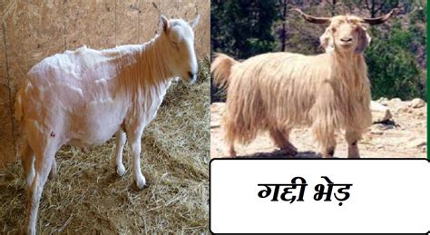 Sheep Farming यहां जानें गद्दी भेड़ की खासियत किसानों को क्यों करना