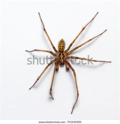 953 Giant House Spider Images, Stock Photos & Vectors | Shutterstock