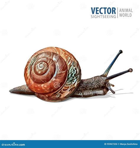 Illustration Of Realistic Garden Snail Vector Isolated On White