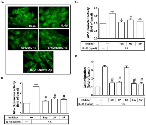 Il B Stimulates Ap And Nf Kb Promoter Activation Leading To Cell