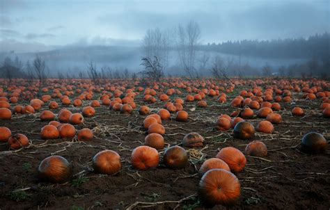 Wallpaper Pumpkin Field Landscape 2048x1306 Wallpapermaniac