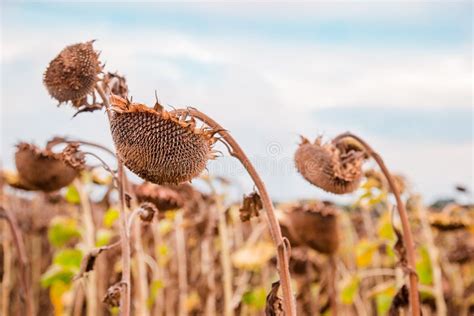 Close Up Of Dried Ripe Sunflowers On A Sunflower Field Awaiting Harvest