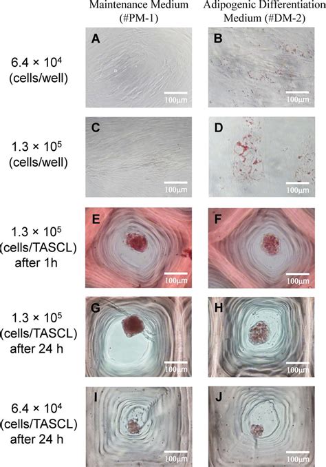 Phase Contrast Images Of Oil Red O Staining After Adipogenic