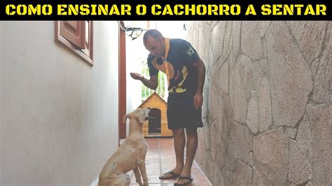 COMO ENSINAR O CACHORRO A SENTAR YouTube