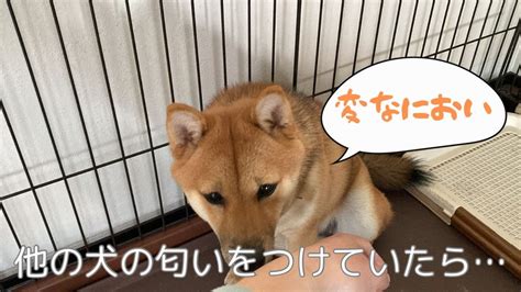 嫌そうな顔の柴犬ツナちゃん（他所の犬のにおいをつけてきた飼い主）表情豊かな柴犬（豆柴） Youtube