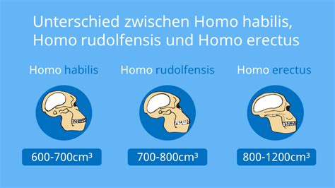 Homo Habilis Merkmale Lebensraum Steckbrief Mit Video