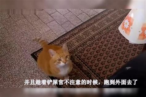 橘猫出去浪 结果回来后 生下小猫13只小猫 这是要破产小猫生下结果