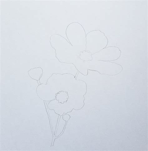 How To Draw Cosmos Flowers Step By Step Muus Art