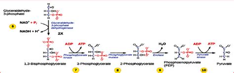 Glyceraldehyde 3 Phosphate