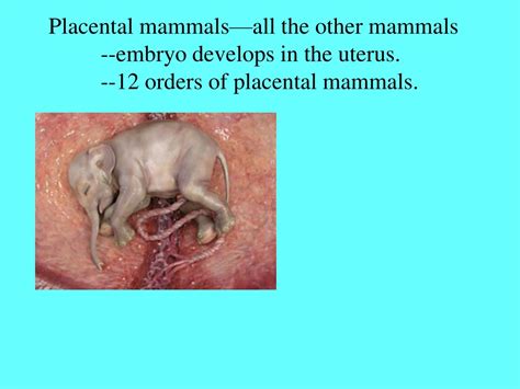 Ppt Vertebrates Powerpoint Presentation Free Download Id9113563