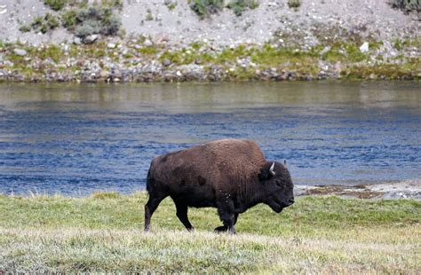 Bison Gores 83 Year Old Woman At Yellowstone Lifts Her Off Ground