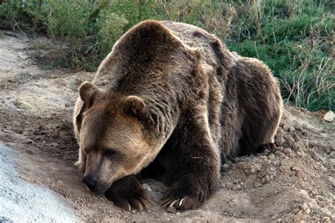 Grizzli L'Ours Brun Grizzly · Photo gratuite sur Pixabay