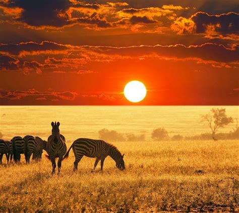 Atardecer En África