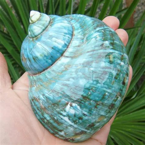 Green Turbo Natural Rare Real Sea Shell Conch Aquarium Home Decor Uk £