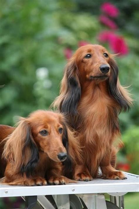 Long Haired Dachshund Perros Y Cachorros Lindos Perros Perros Cachorros