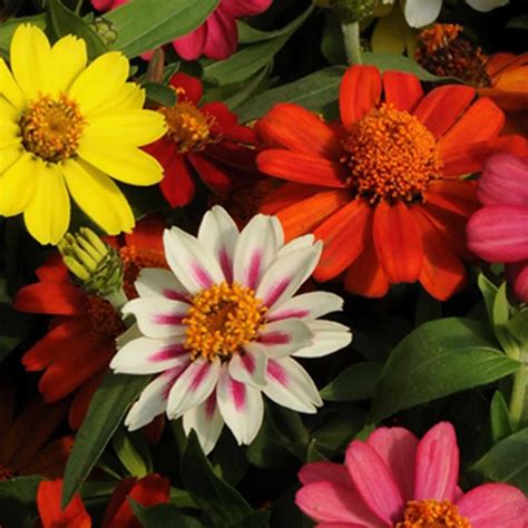 Zinnia Flower Garden Seeds - Zahara Series - Mix - 500 Seeds - Annual ...