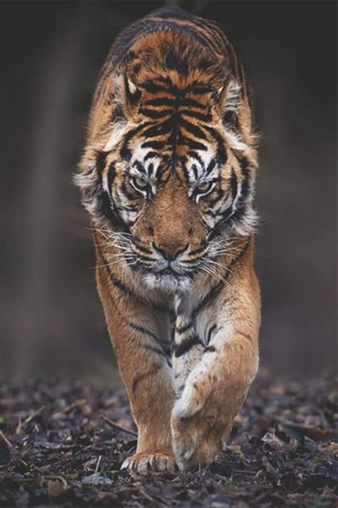 40 Fabulous Tiger Photography