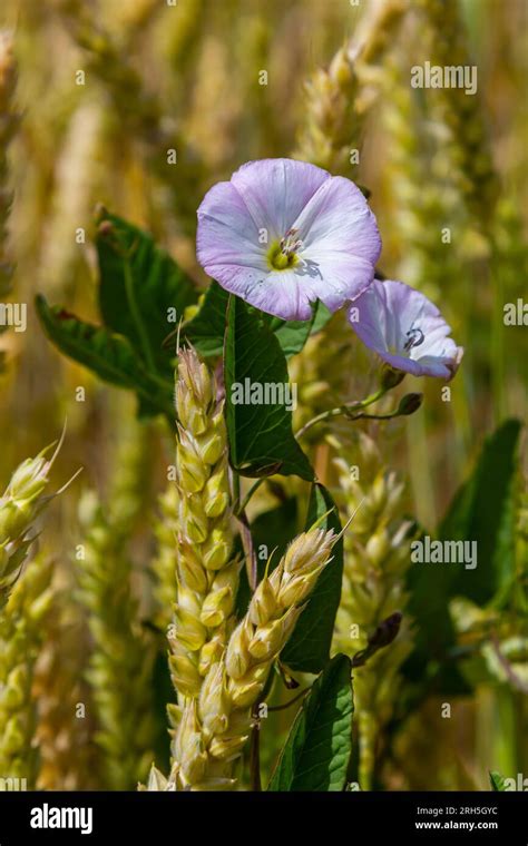 Field Bindweed Or Convolvulus Arvensis European Bindweed Creeping Jenny