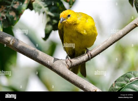 Sicalis Flaveola Jilguero Azafranado Saffron Finch Stock Photo Alamy