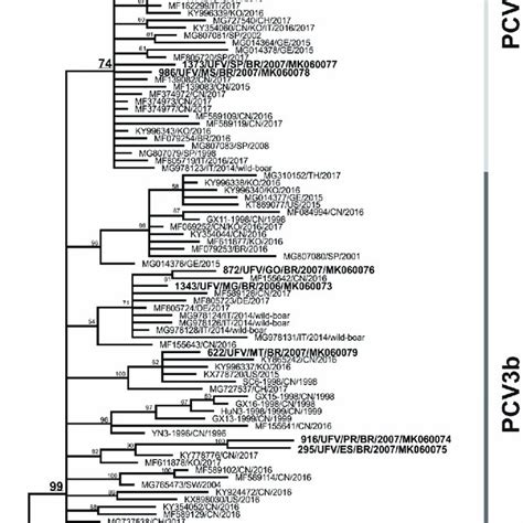 Phylogenetic Clustering Of Pcv Strains The Midpoint Rooted