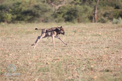 Wildebeest calf – Watch it being born | Kapama Blog