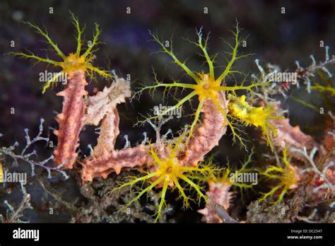 Yellow Sea Cucumber Catching Plankton Colochirus Robustus Raja Ampat