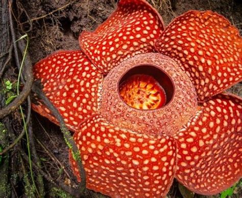 Mengenal Bunga Rafflesia, Bunga Langka yang Ada di Indonesia