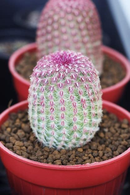 Premium Photo Close Up Of Rainbow Cactus Echinocereus Rigidissimus