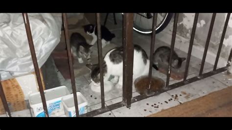 A long story that begins with a cotton like mother and her three ...